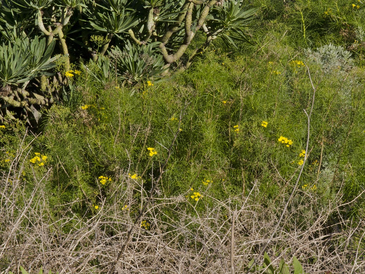 kleiner Strauch